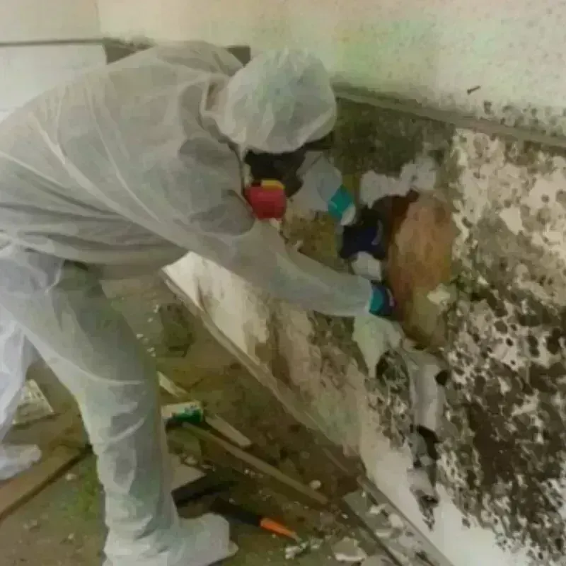 Mold Remediation and Removal in Wilson County, KS